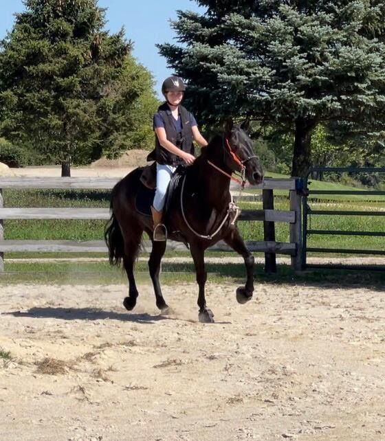 Rider on a dark horse trotting in a fenced outdoor arena with trees in the background