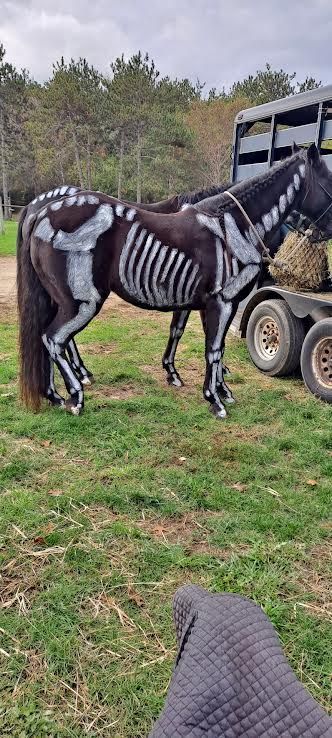 Black-and-white painted horse standing on grass beside a trailer outdoors