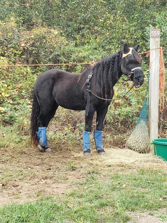 Black horse wearing blue leg wraps stands beside a fence in a grassy area.