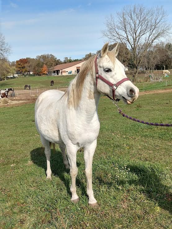 White horse on a grassy field with a pink halter, standing beside a lead rope under a blue sky.