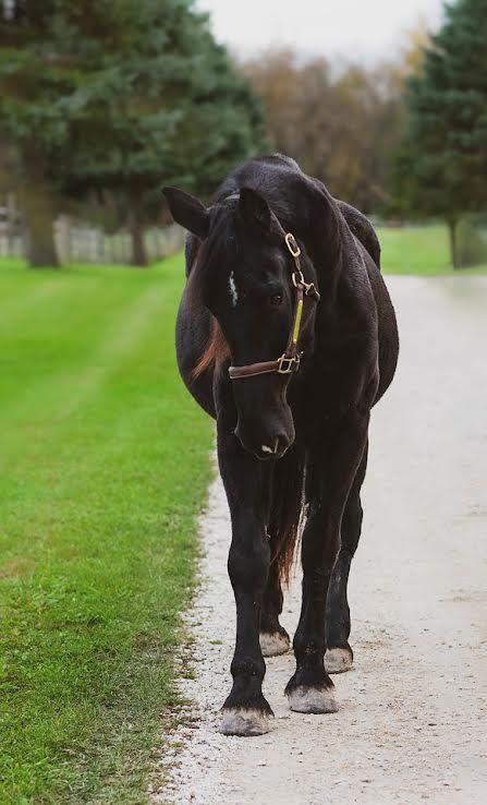 Black horse walking toward the camera on a country path beside green grass and trees.