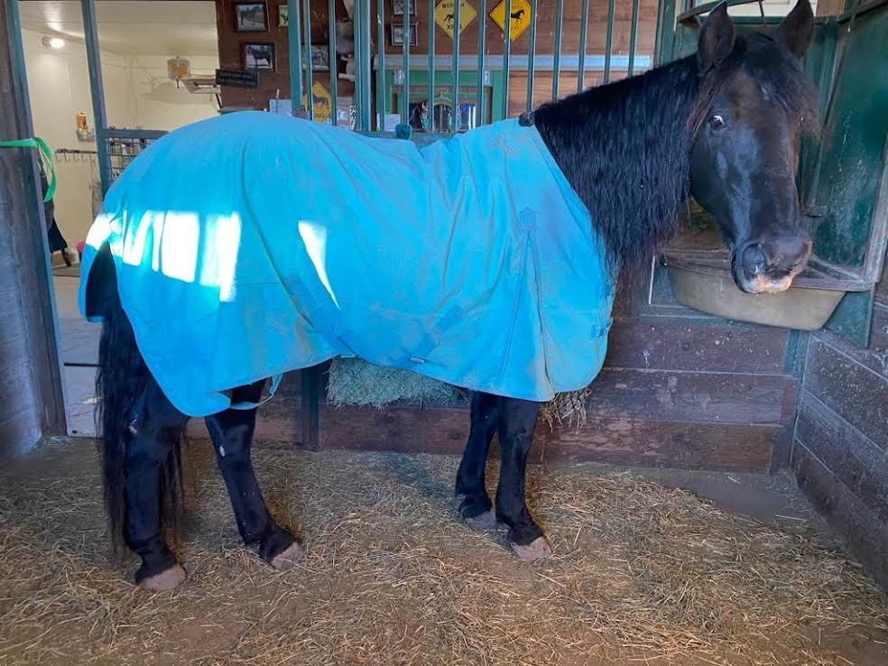 Black horse wearing a bright blue blanket stands in a stable stall, facing right.