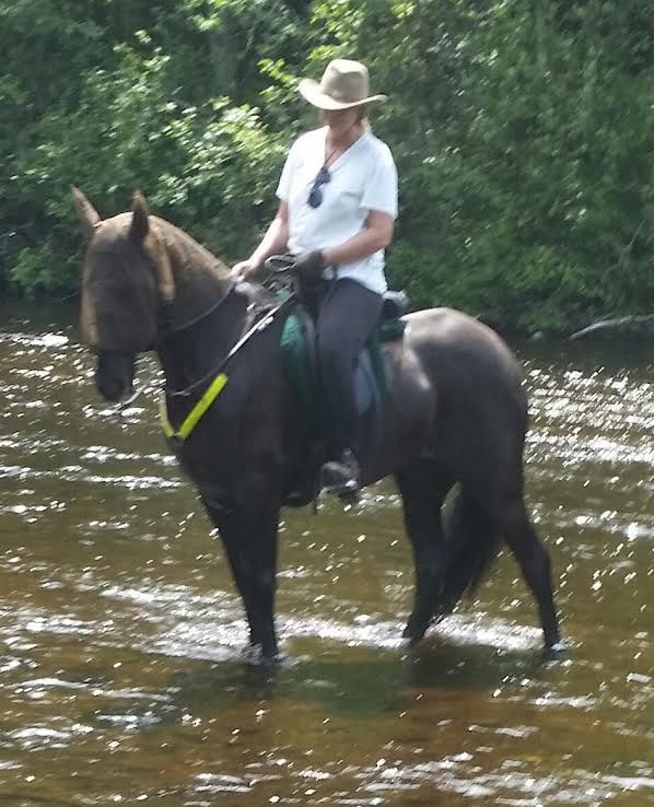 Rider on a dark horse wading through a shallow river in a forested area