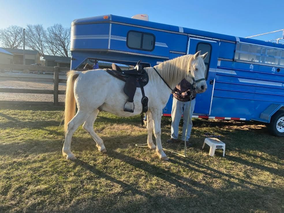 White horse with a black saddle stands beside a blue trailer in a grassy field.