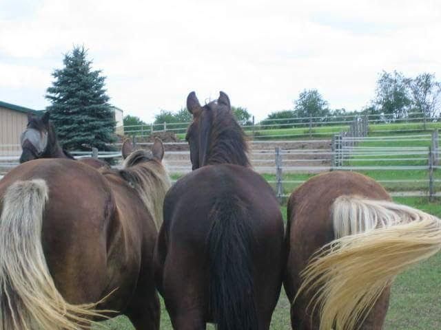 Three horses seen from behind in a fenced pasture, tails raised, with trees and cloudy sky behind them.