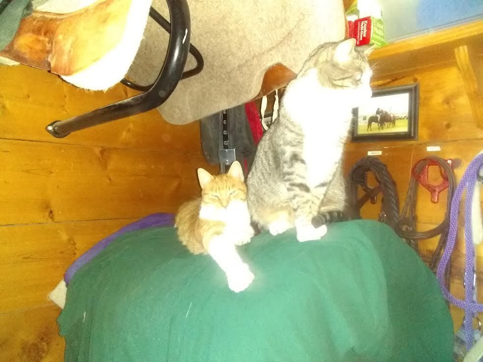 Two cats sitting on a green couch, one orange and white, one gray and white, with a mirror and wooden room in back