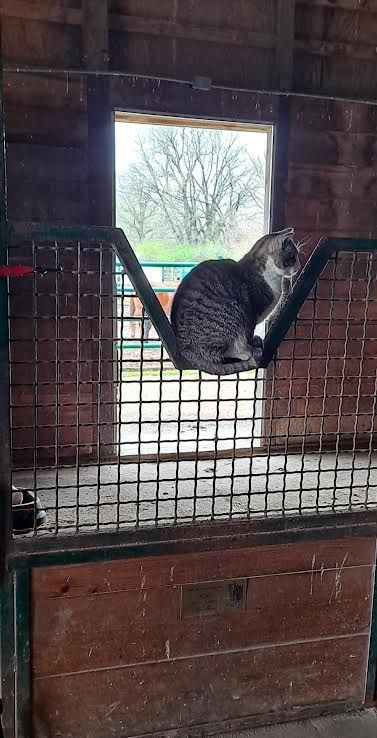 Tabby cat perched on a stable stall gate, looking out through a window.