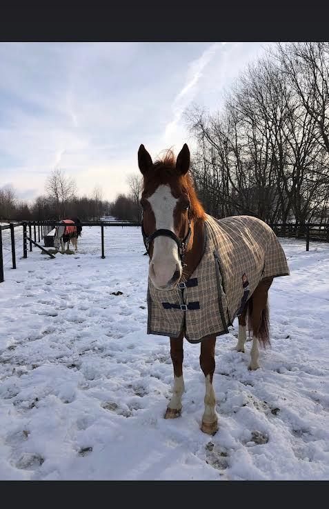 Horse in a beige blanket standing in a snowy paddock with bare trees in the background.