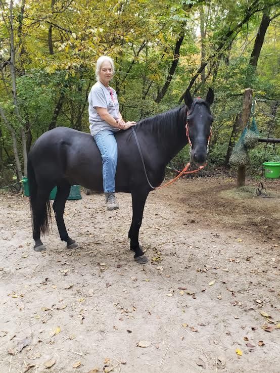 Person sitting on a black horse in a wooded outdoor clearing