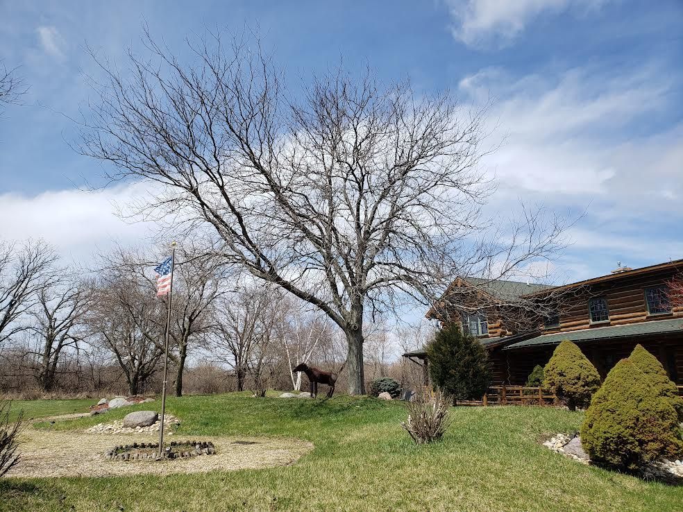 A grassy yard with bare trees, a horse, and a rustic house under a blue sky.