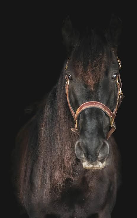 Dark brown horse facing forward against a black background, wearing a bridle.