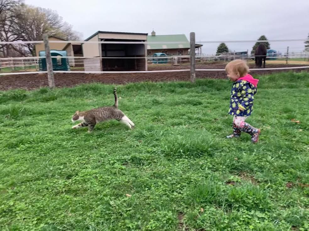 Child running after a gray cat across a grassy yard near a fenced farm building.