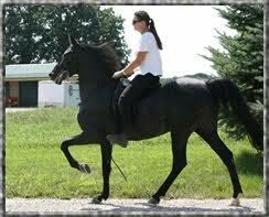 Person riding a black horse in a grassy outdoor area, with one front leg raised.