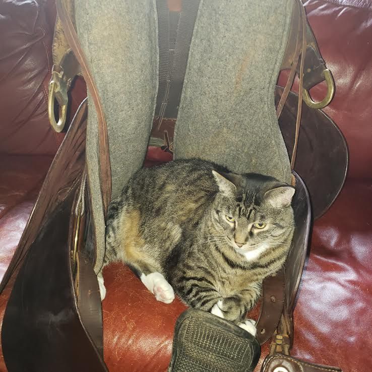 Tabby cat resting on a brown leather chair with a gray blanket draped over it.