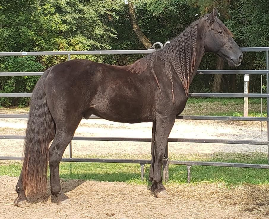 Dark brown horse standing in a fenced paddock outdoors