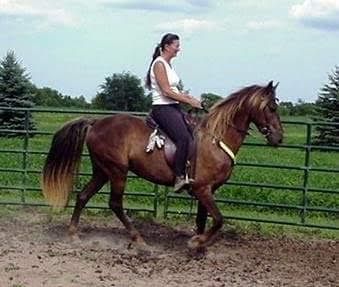 Person riding a brown horse in a fenced muddy field