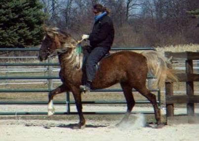 Person riding a brown horse in an outdoor arena