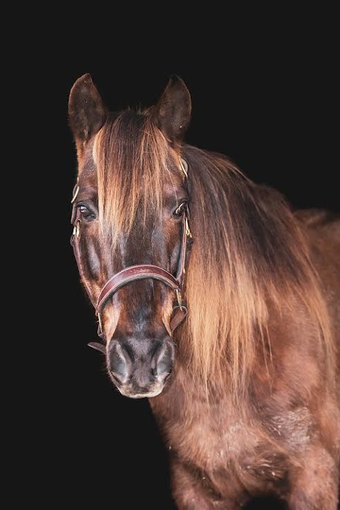 Portrait of a brown horse with a long mane against a dark background