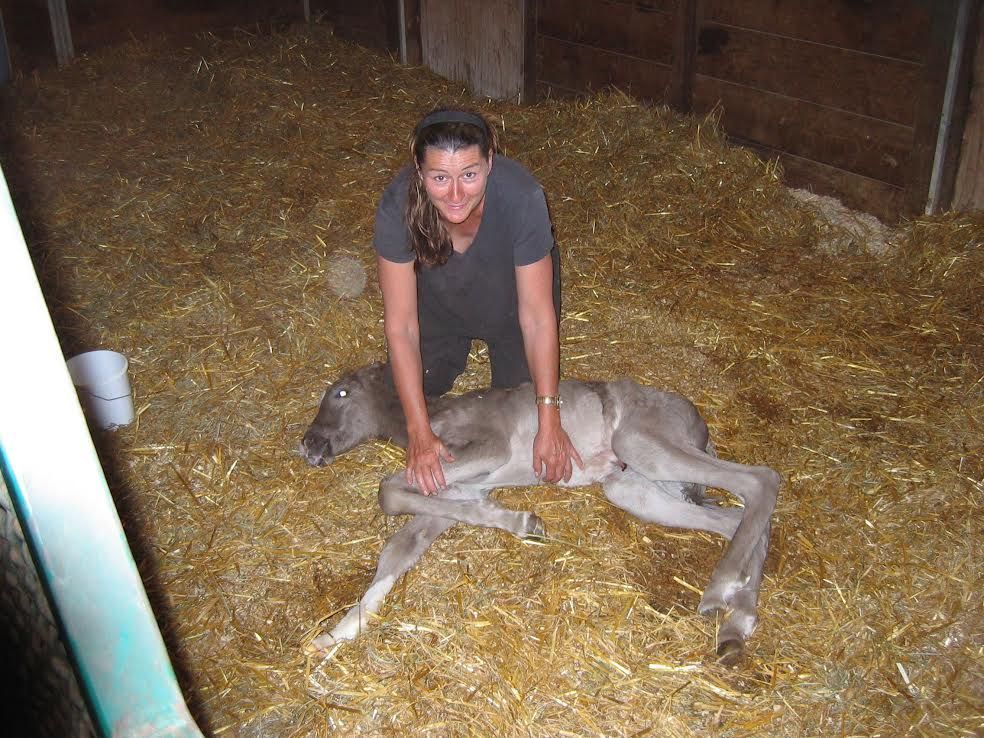 Person kneeling over a newborn deer in a straw-filled barn