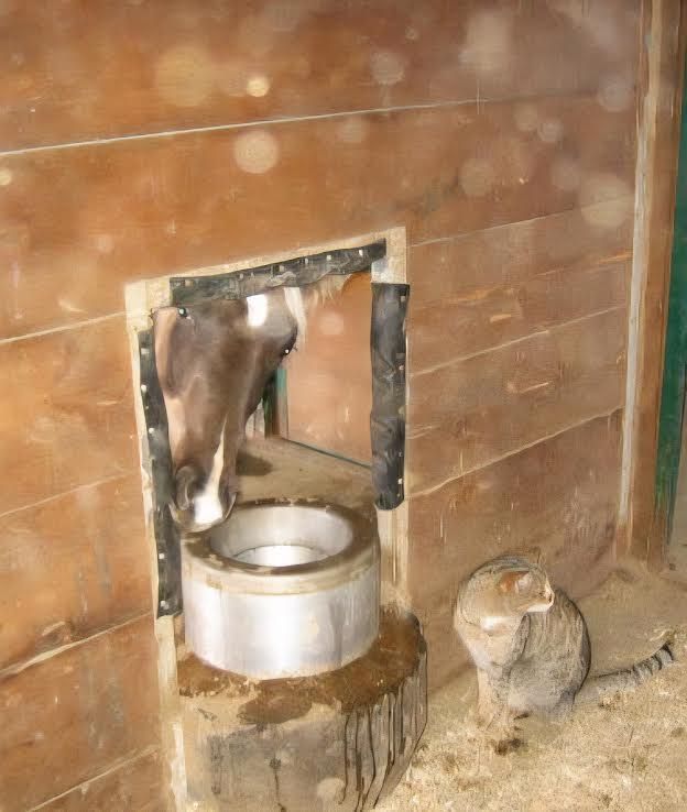 Cow drinking from a wall-mounted trough in a barn, with a small animal beside it.