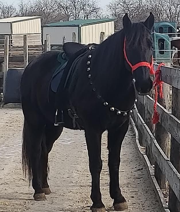 Black horse wearing a red halter and saddle stands on a dirt path by a wooden fence at a stable.