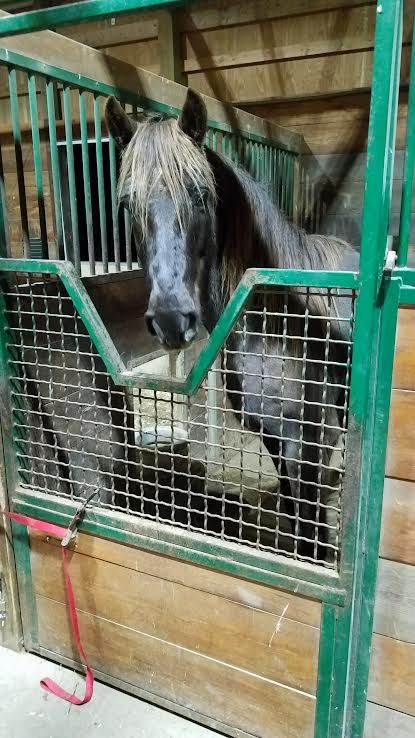 Two horses standing in green stable stalls, peering through metal gates.