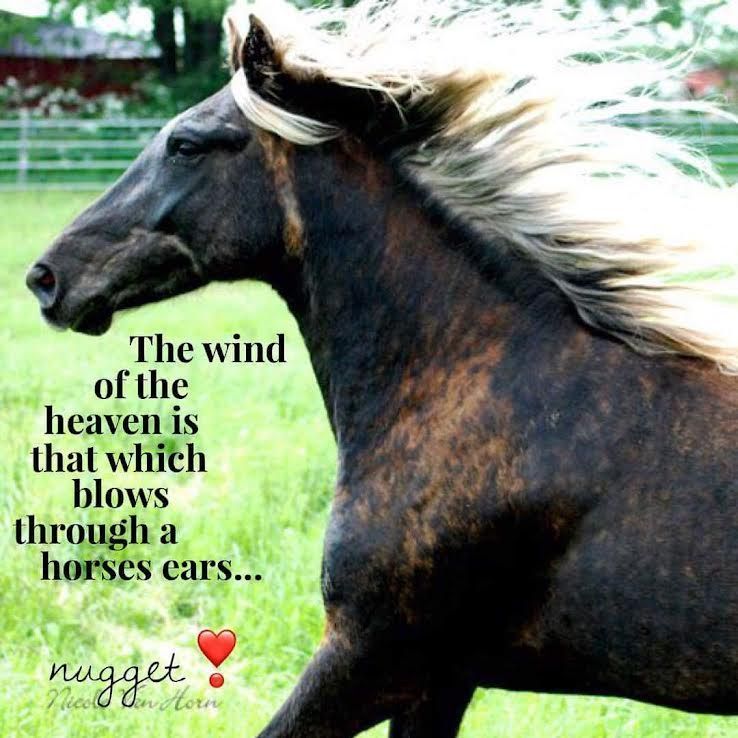 Black horse with blowing mane in a green field, overlaid with quote about wind in horse's ears.