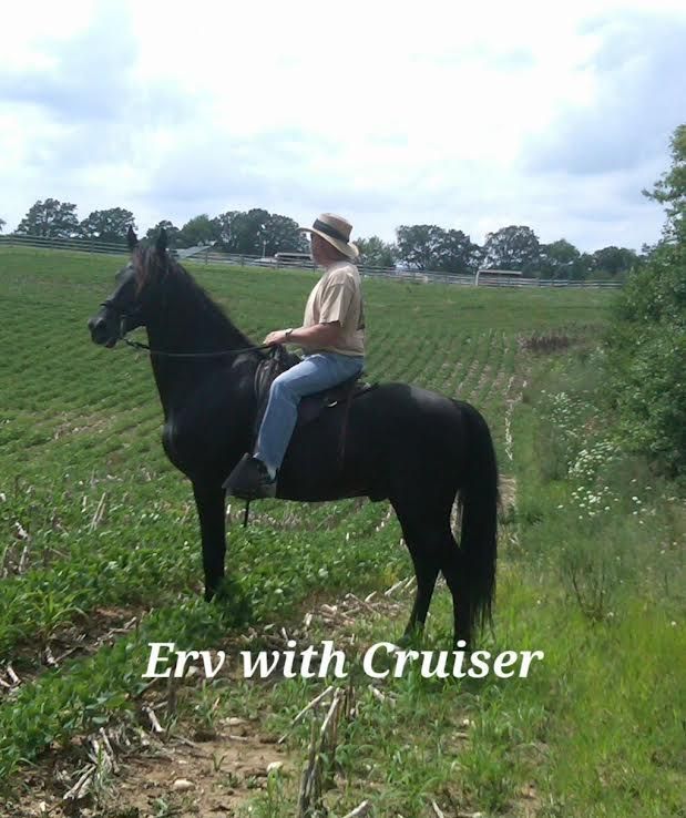 Person on a black horse in a grassy field, with “Erv with Cruiser” text at the bottom.