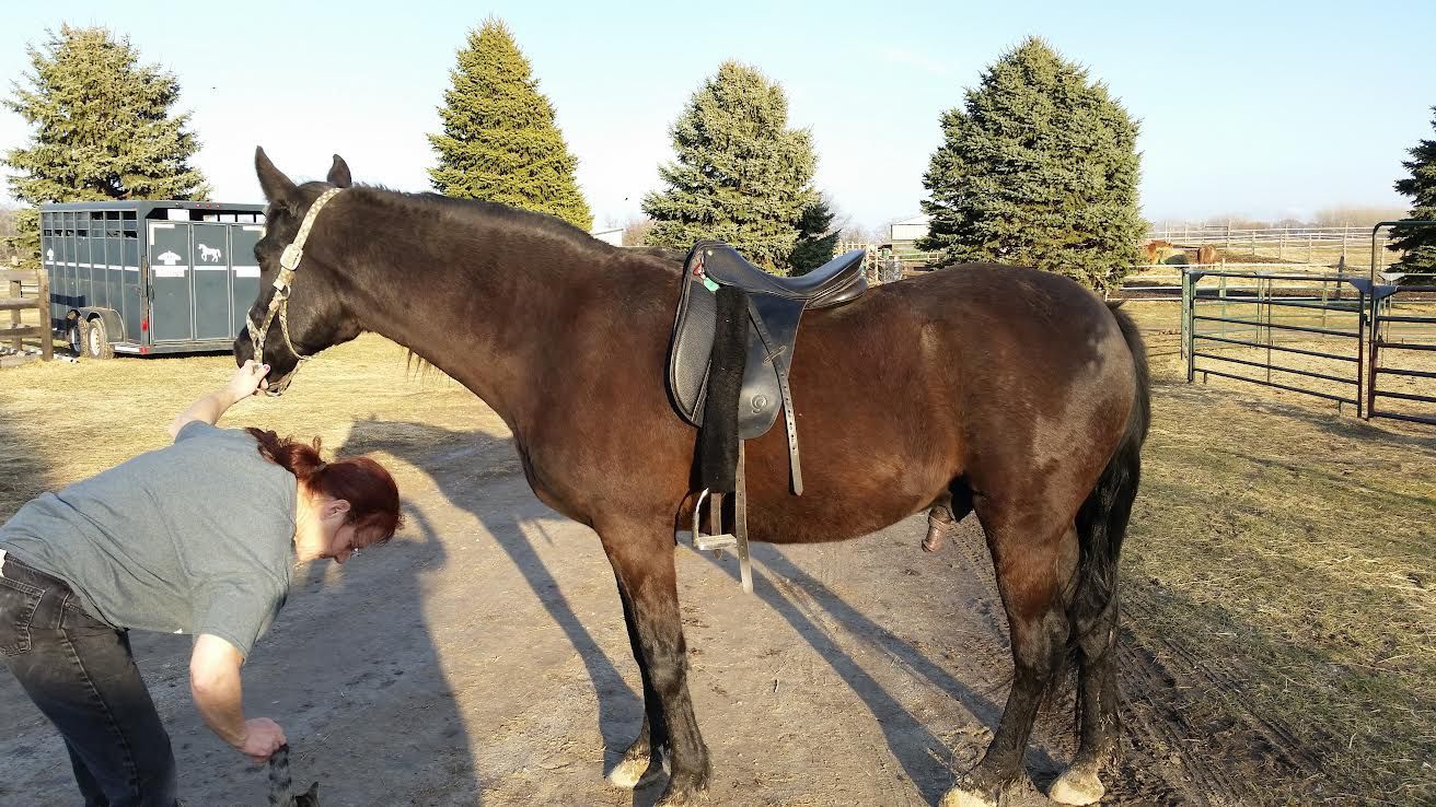 Brown horse with saddle standing beside a person in a rural yard at sunset