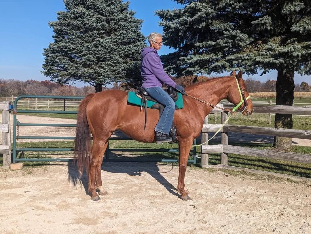 Person riding a chestnut horse in a fenced outdoor arena with trees in the background