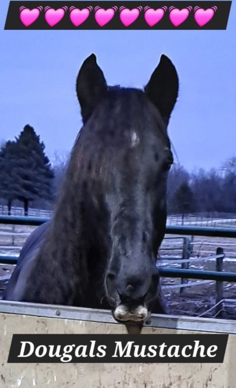 Black horse in a snowy paddock with “Dougal’s Mustache” caption and pink hearts at top