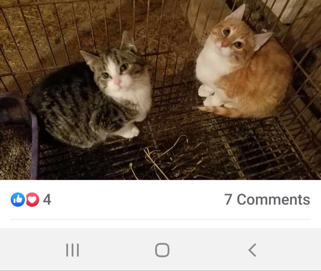 Two cats curled inside a wire cage; gray tabby and orange-and-white kitten looking up.