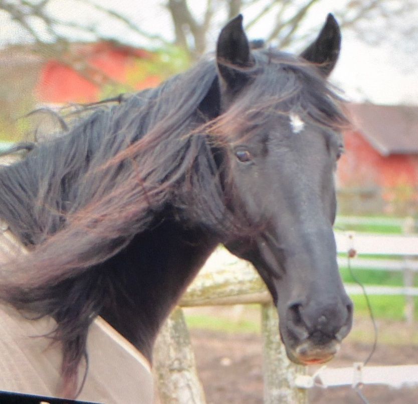Black horse with flowing mane standing outdoors near a fence