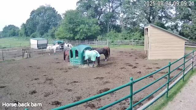 Several horses eat hay beside a green shelter in a muddy fenced paddock