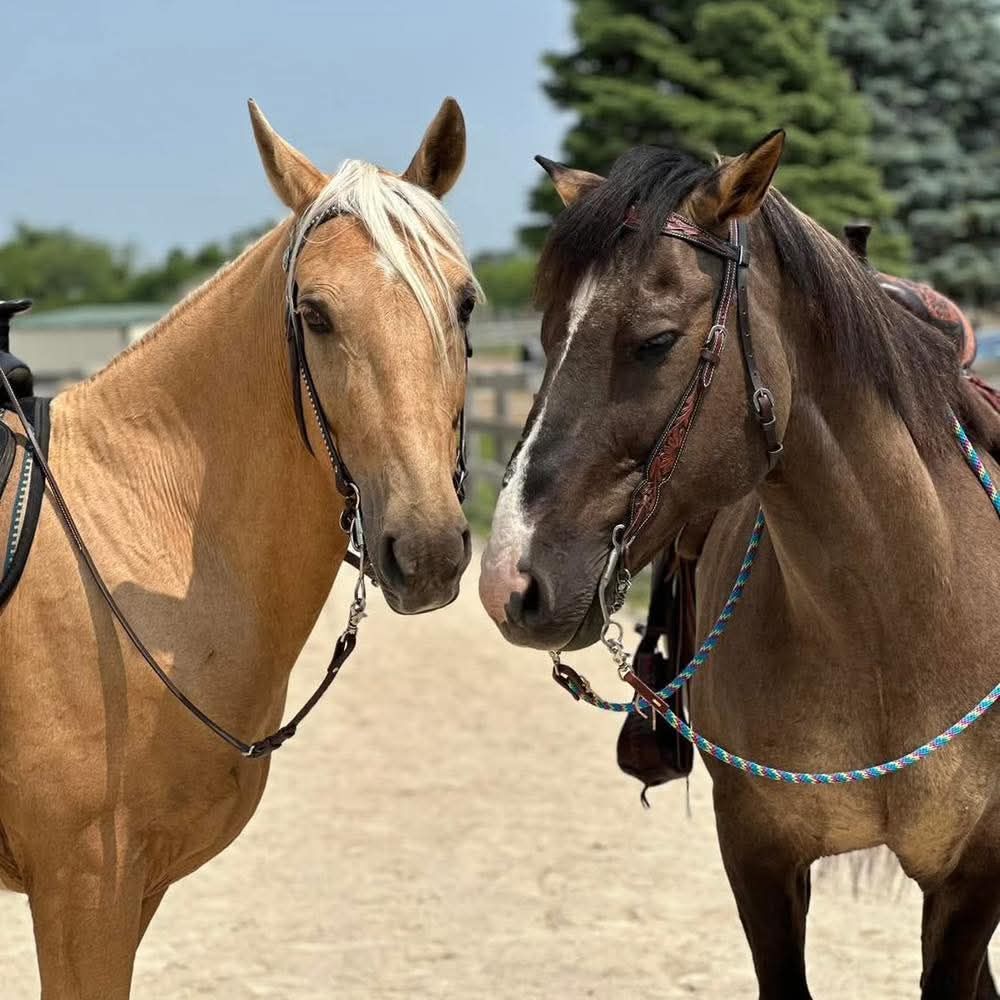 Two horses facing each other outdoors on a sandy riding arena, one tan and one brown