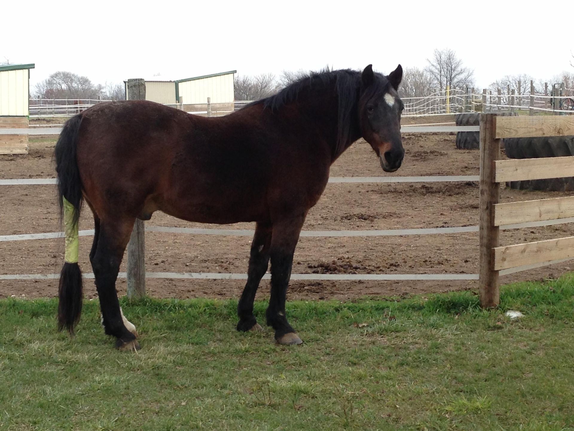 Dark brown horse standing in a fenced pasture near a wooden gate