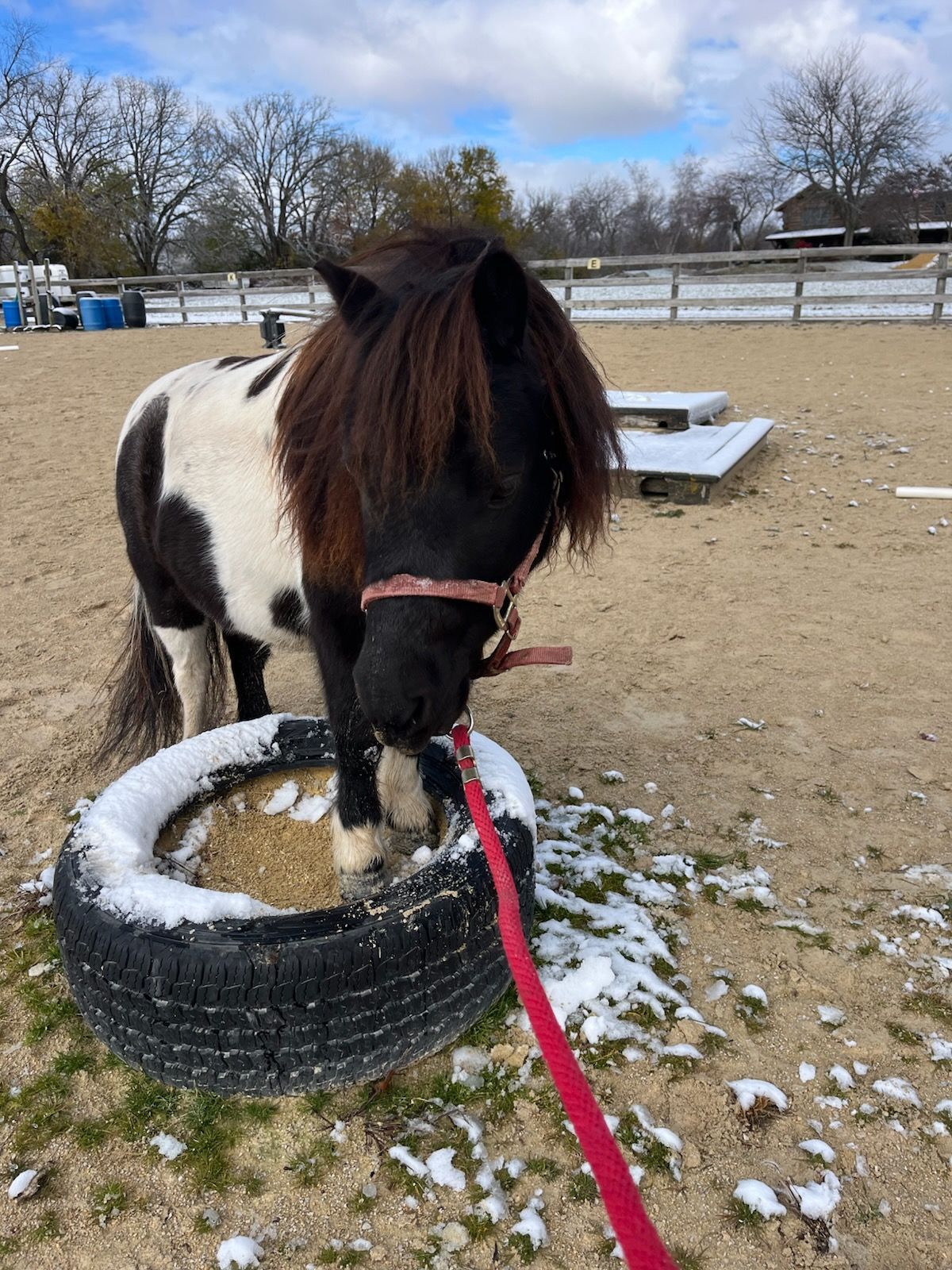 Small pony eating hay from a tire feeder in a snowy paddock.
