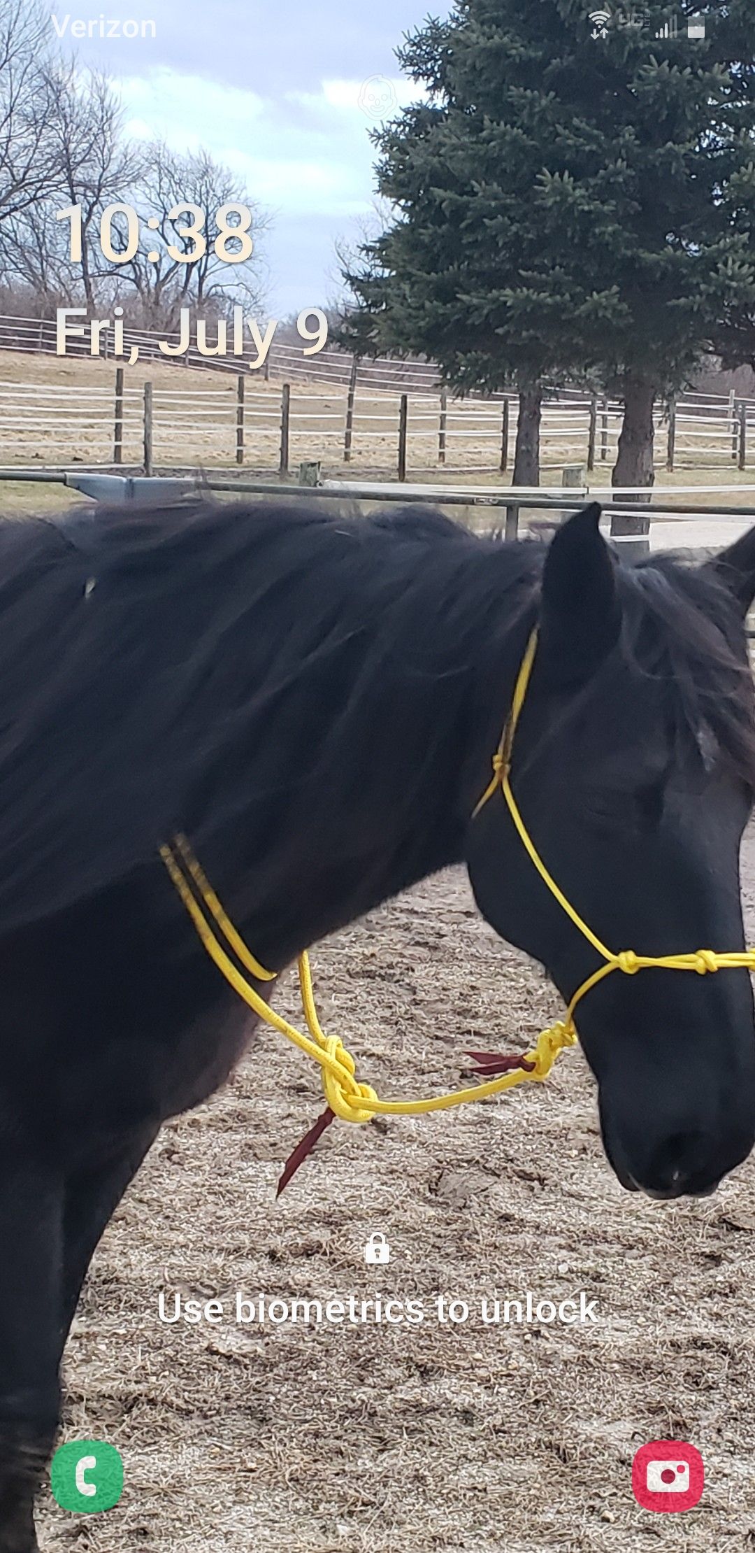 Black horse wearing a yellow rope halter standing outdoors near trees and a fence
