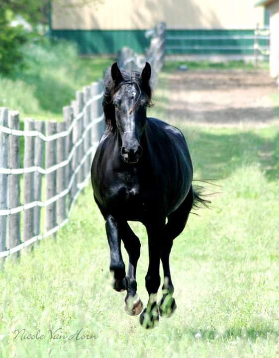 Black horse running on a grassy path beside a white fence