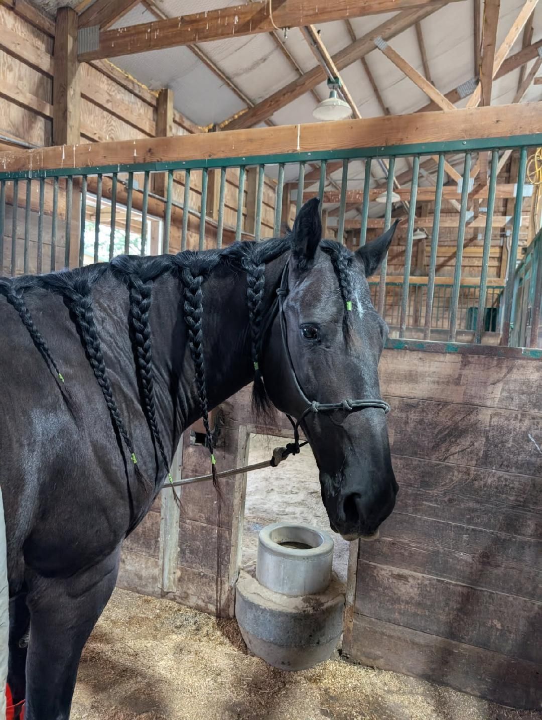 Black horse standing in a wooden stable with hay and metal bars, wearing a bridle.