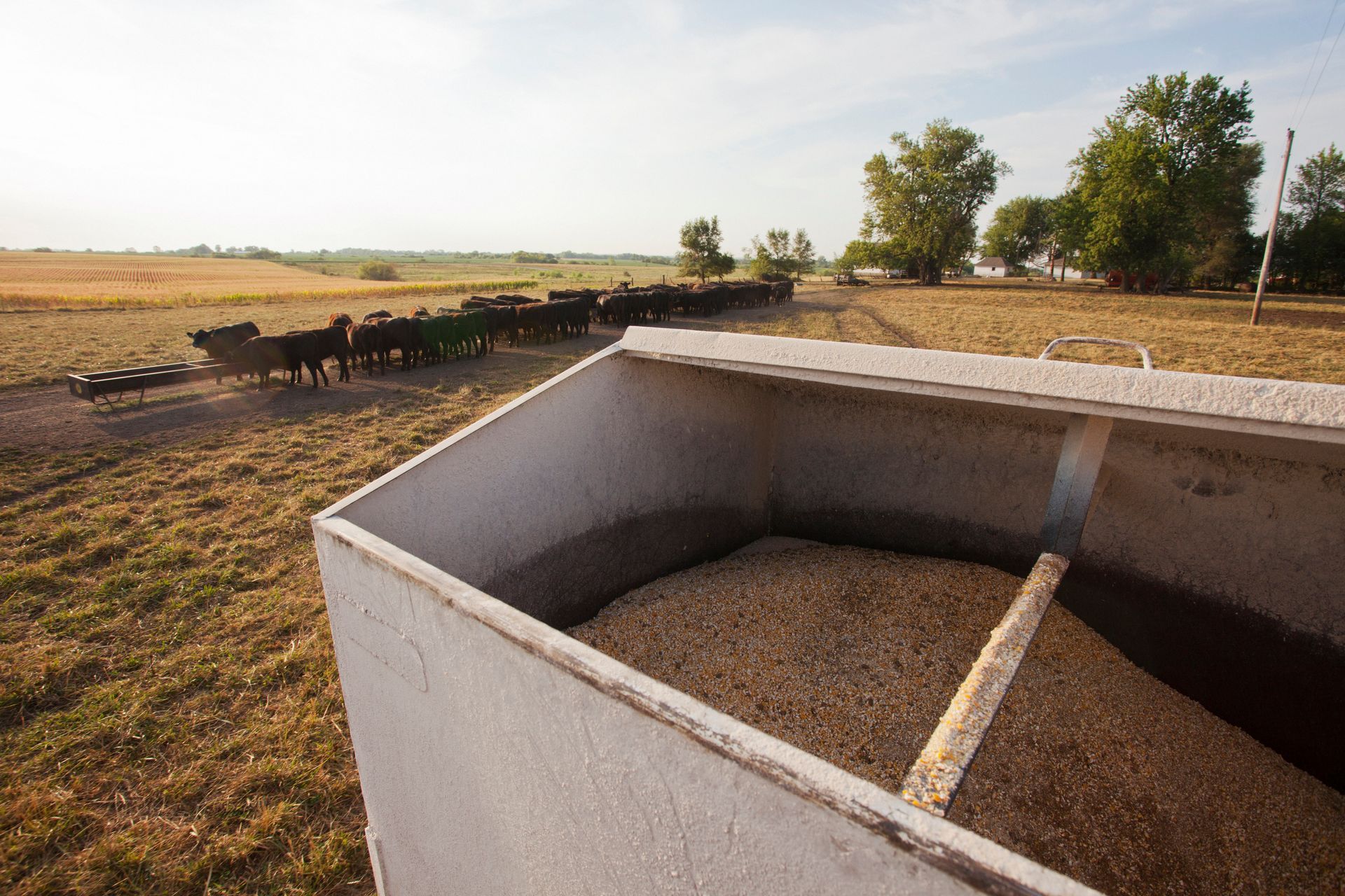 A container filled with grain is in a field with a herd of cattle in the background.
