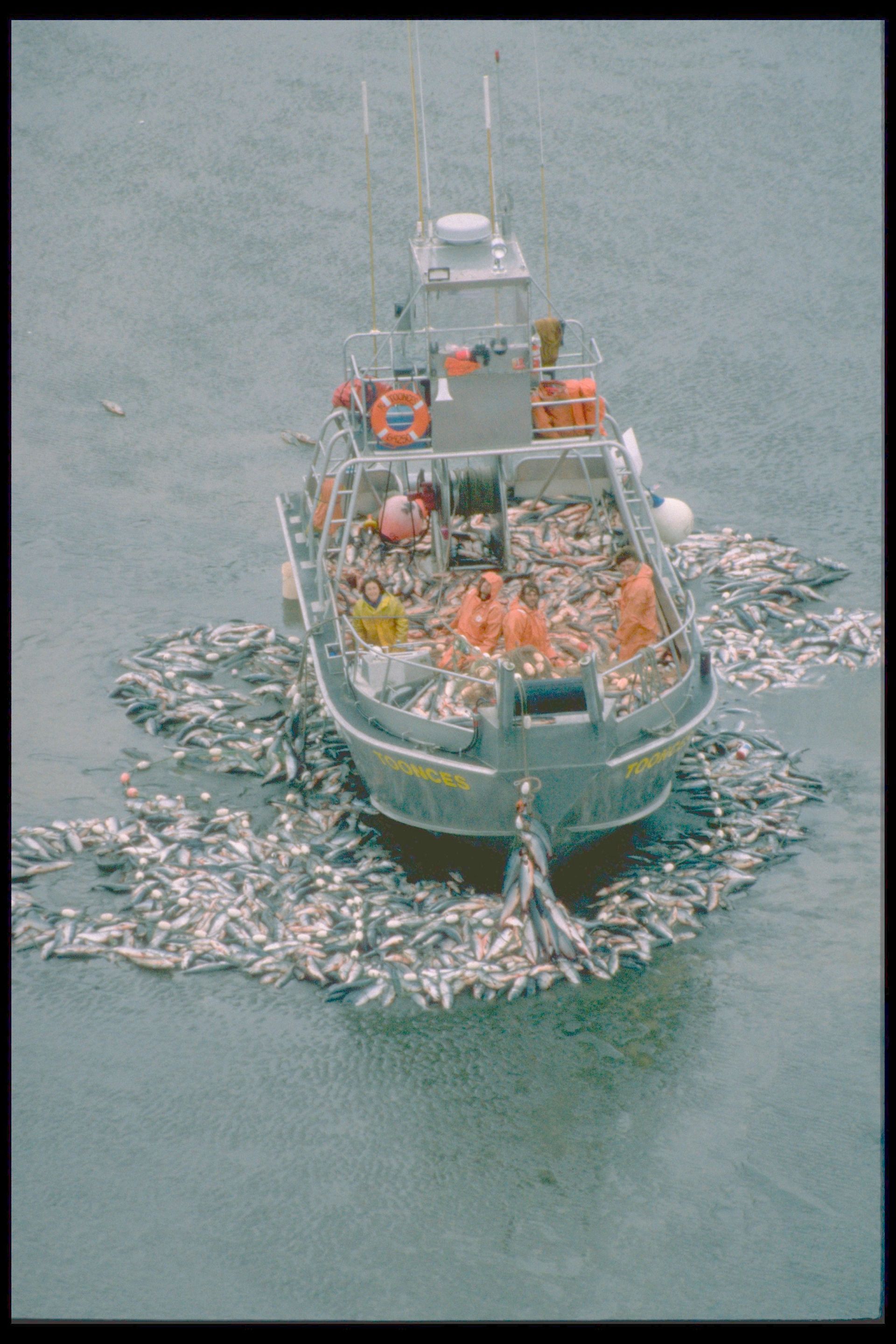 A boat full of fish is floating on top of a body of water.