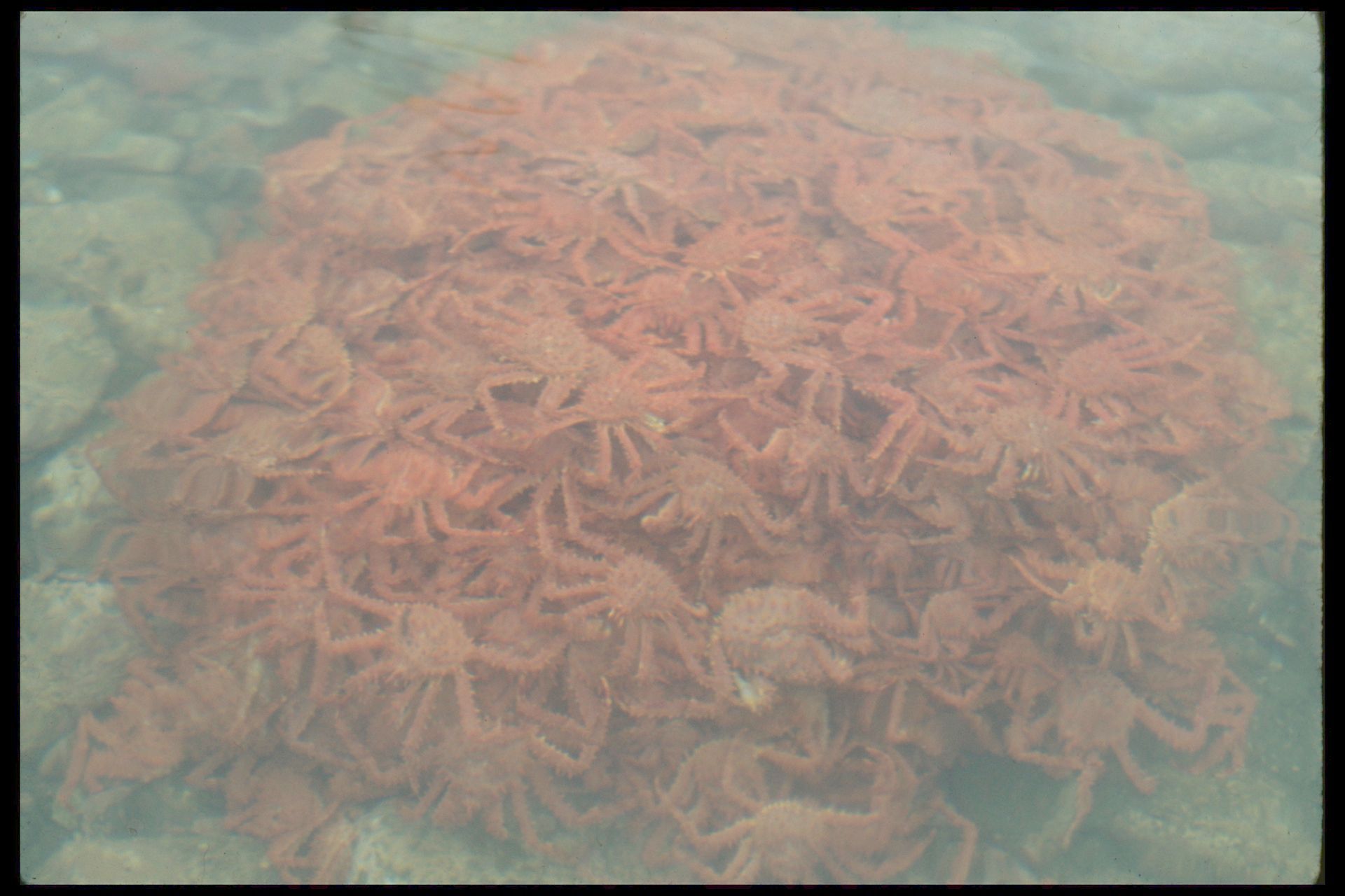 70s Era Crab Ball