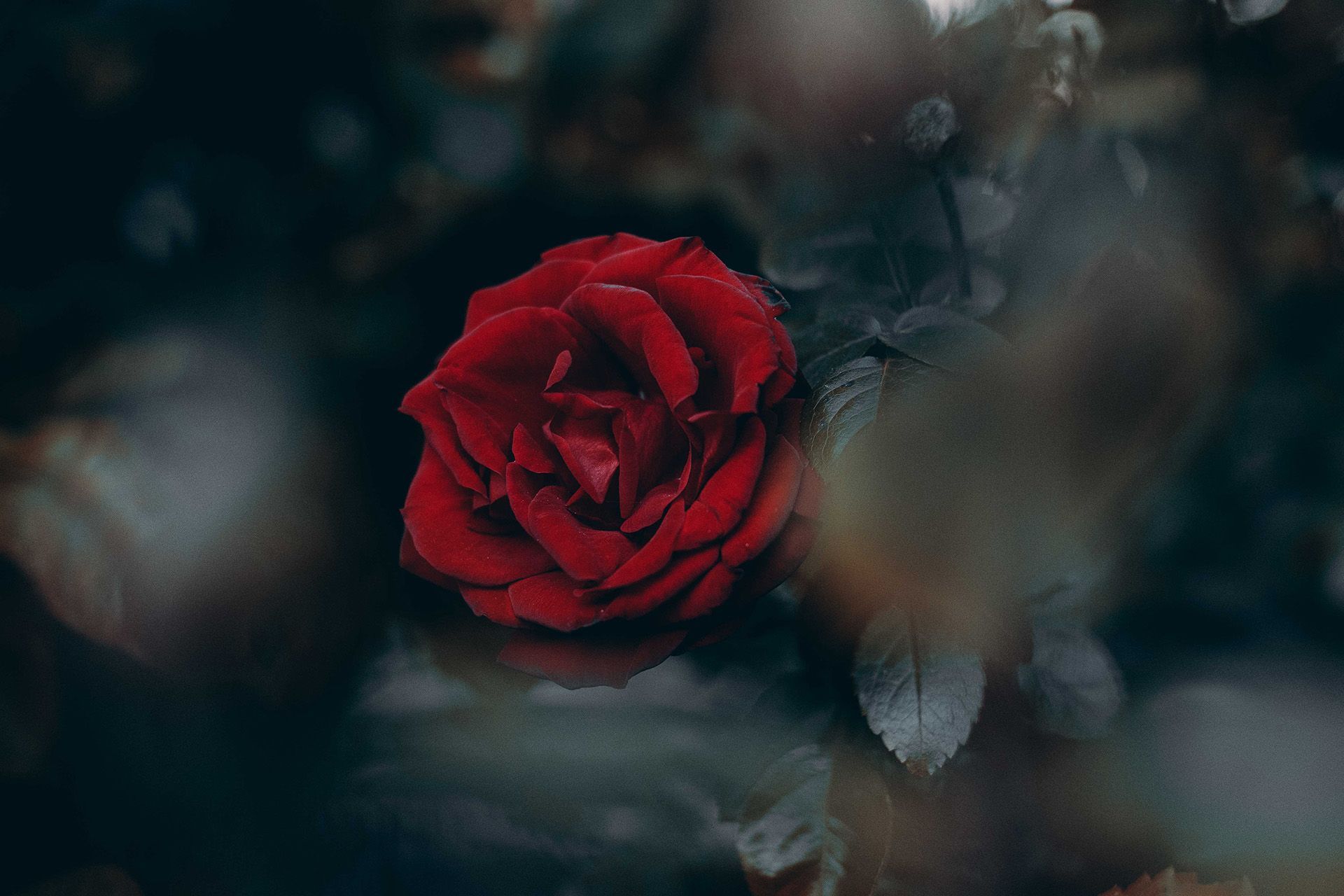 Send Flowers