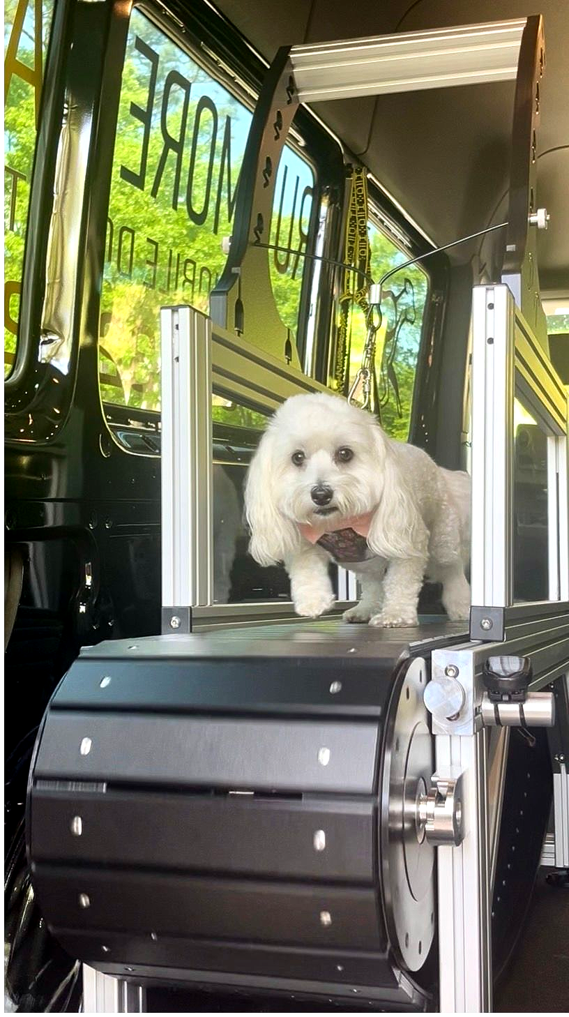 Dog running on a slatmill in a climate controlled van.