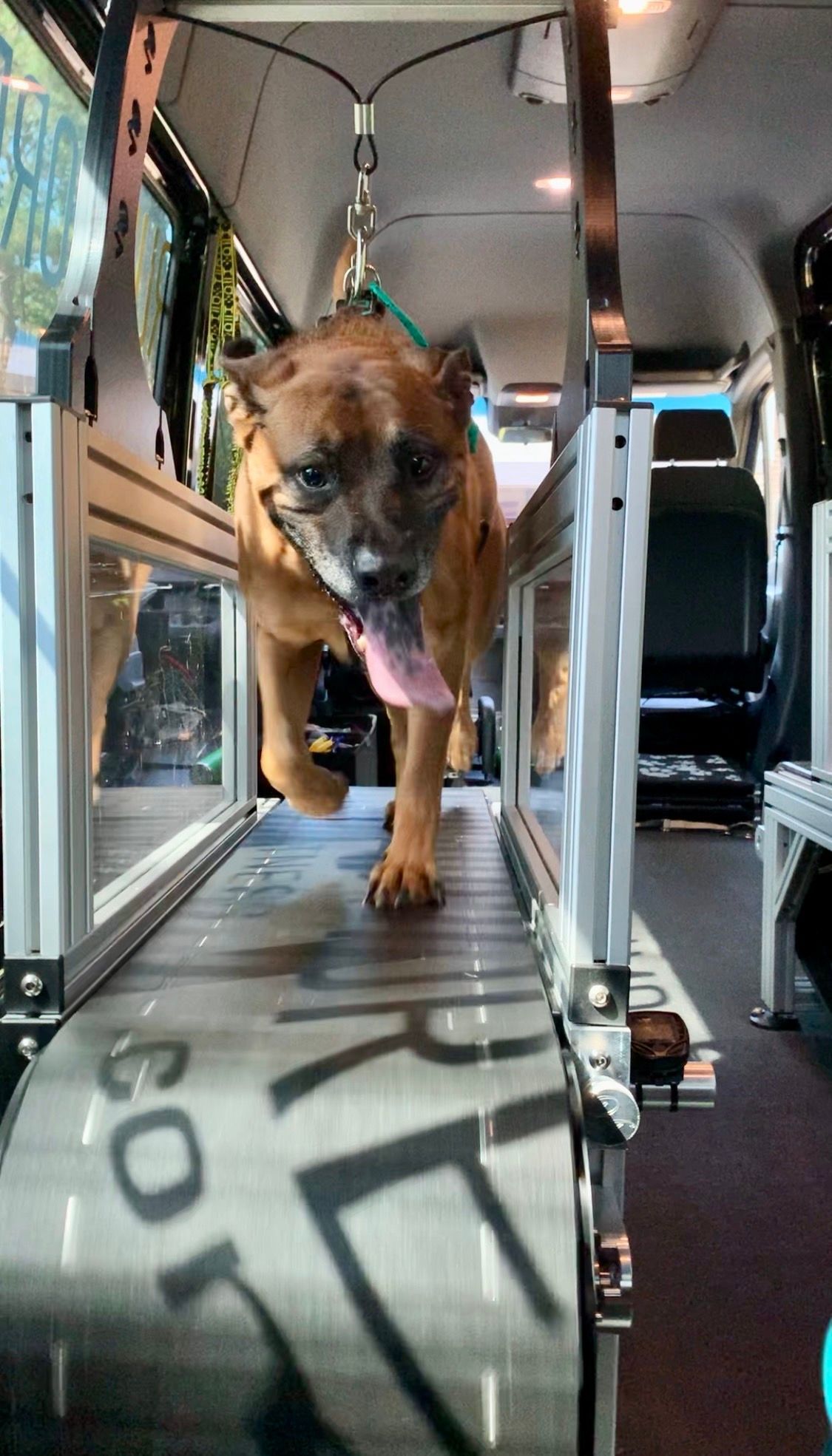 Dog running on a slatmill in a climate controlled van.