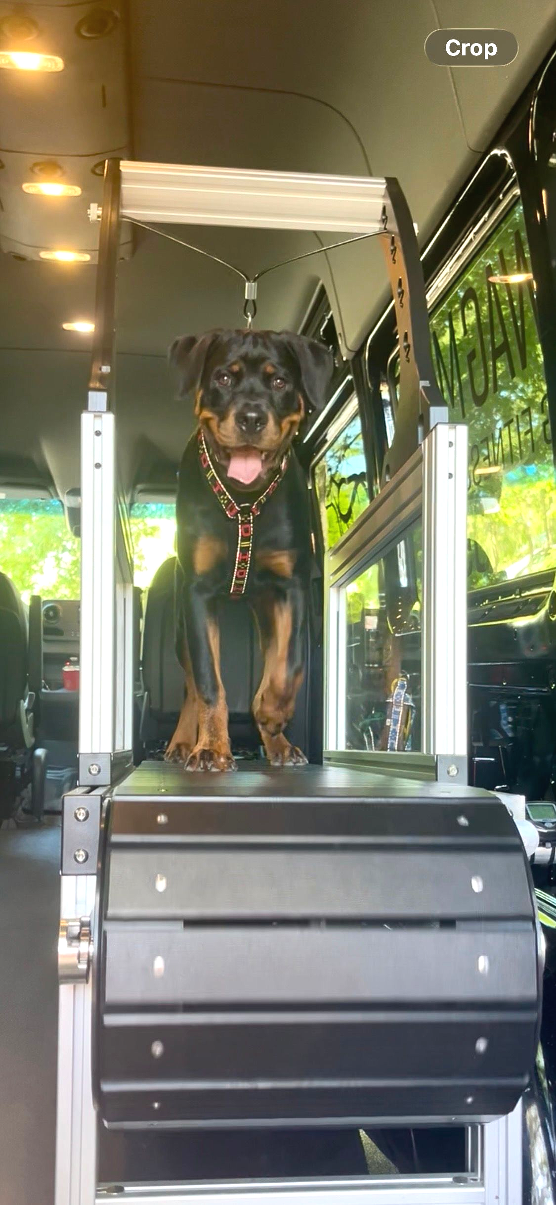 Dog running on a slatmill in a climate controlled van.