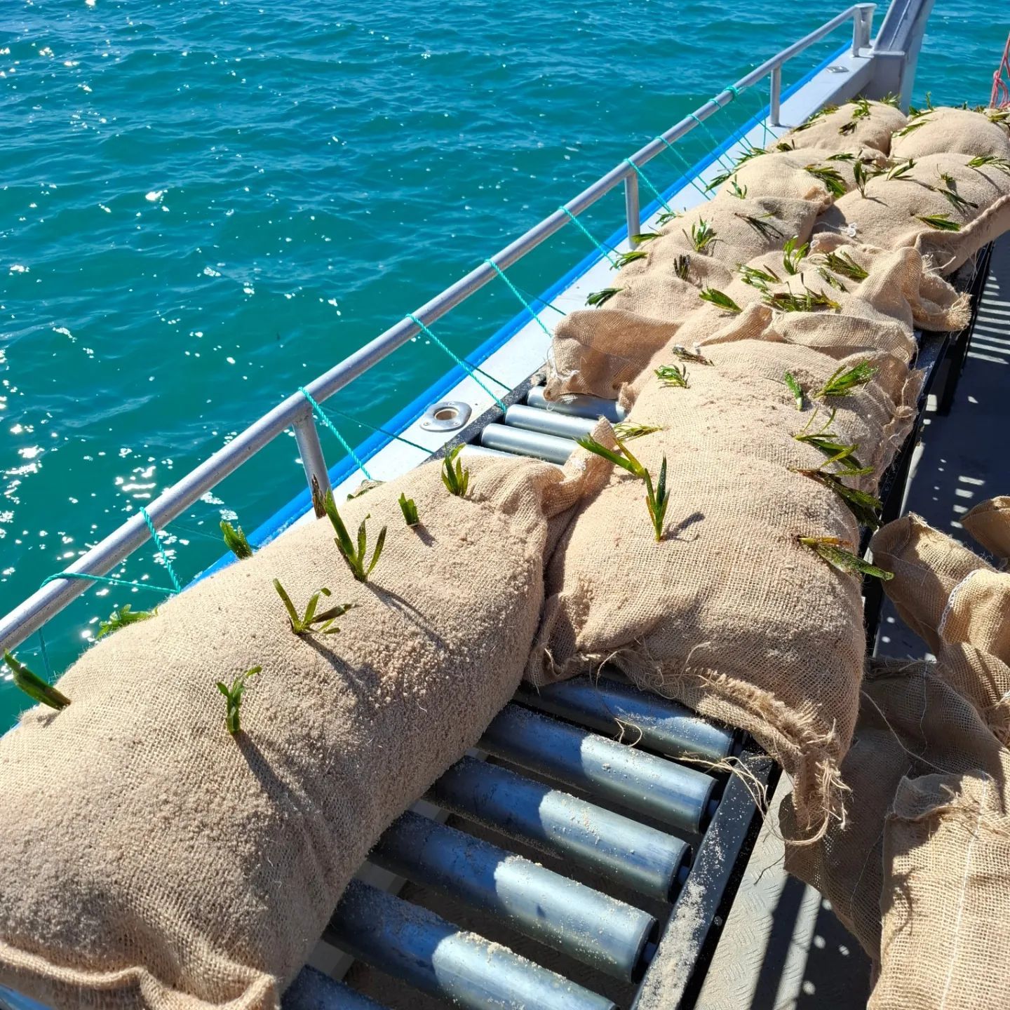 hessian bags and seagrass ready to be planted