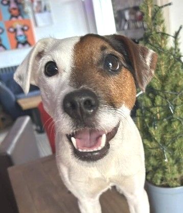 Jack Russell Terrier with white and brown markings, smiling with mouth open, looking directly at the viewer.