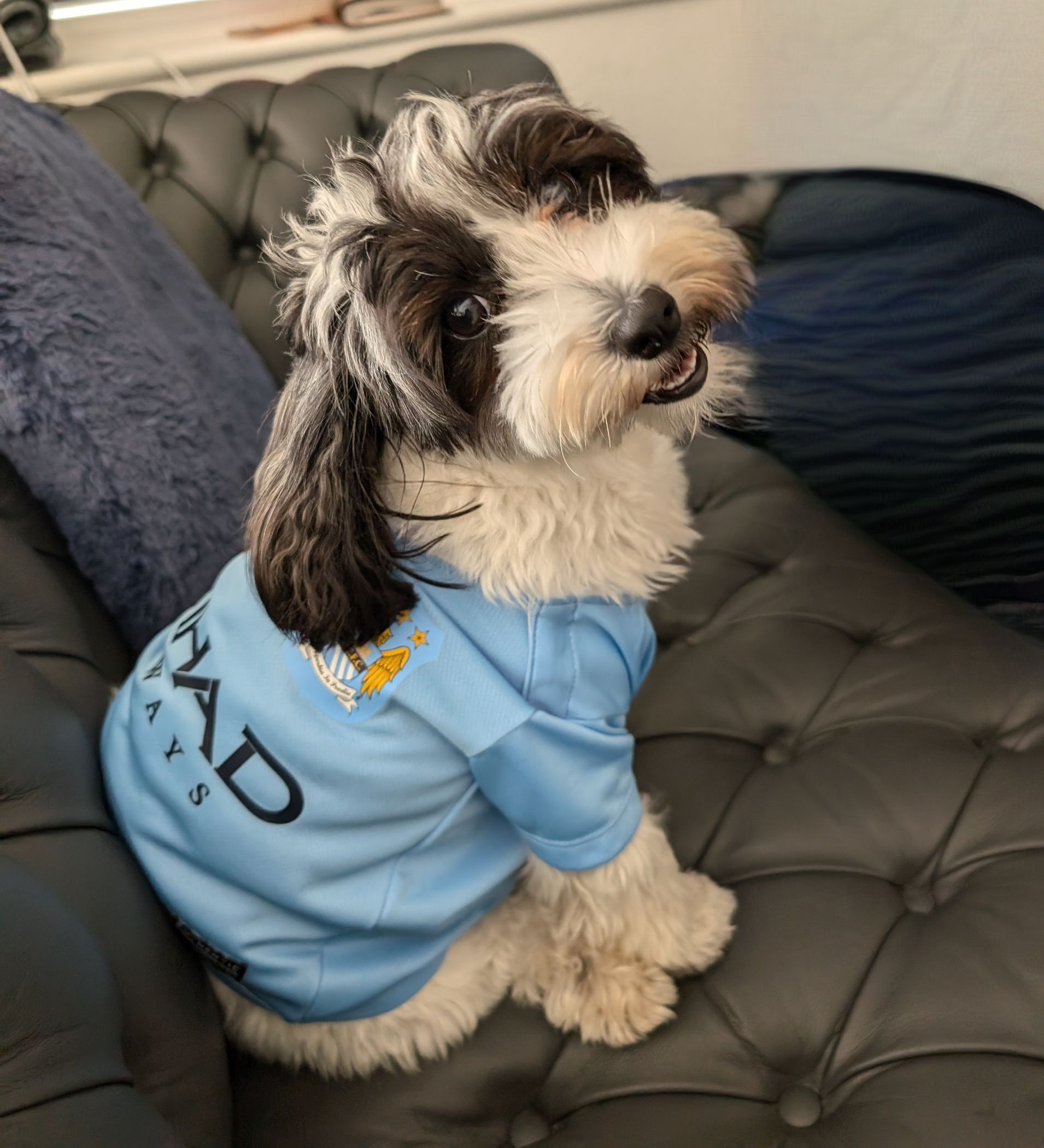 A small dog wearing a blue shirt is sitting on a couch.